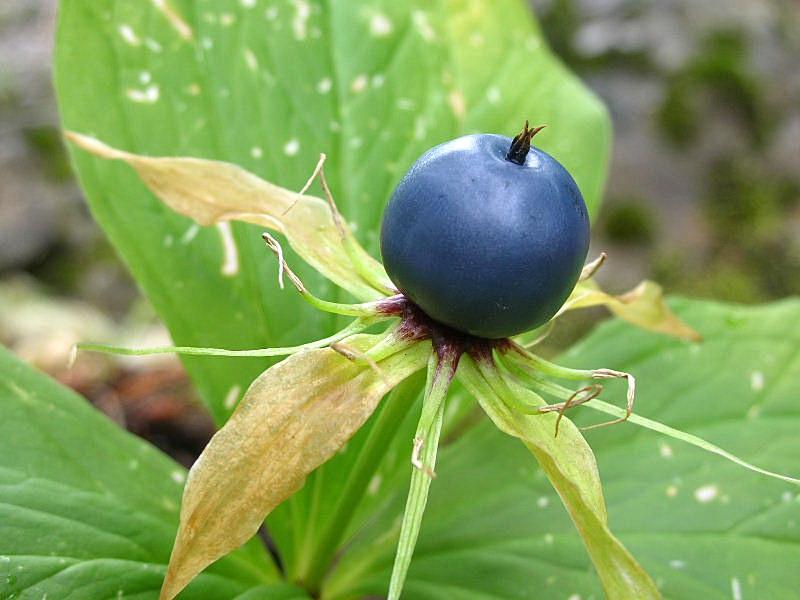 Paris quadrifolia / Uva di Volpe